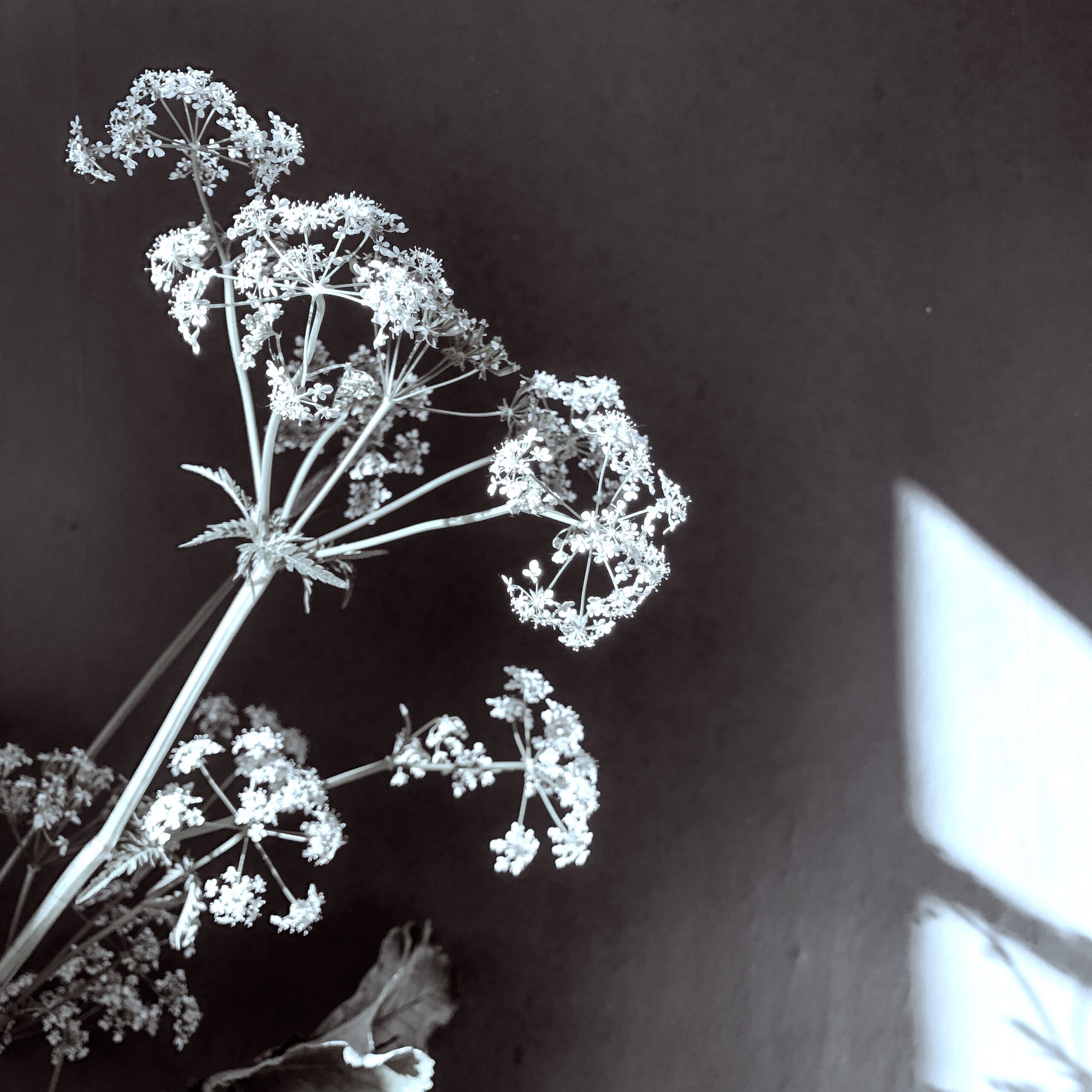 cowparsley in shadow phoebe ryan copywriter header